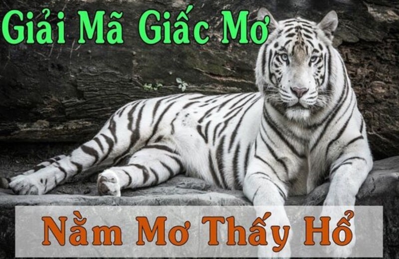 Giải mã ý nghĩa của giấc mơ thấy hổ bạn cần biết